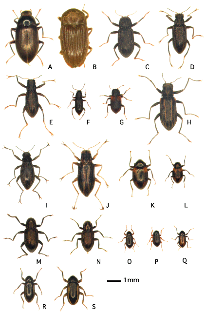 2頭 アンゴラ産キリアツメの仲間 2頭 アンゴラ産キリアツメの仲間｜2頭