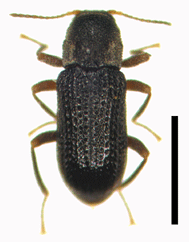 2頭 アンゴラ産キリアツメの仲間 2頭 アンゴラ産キリアツメの仲間｜2頭