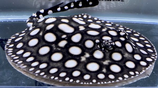 ビッグスポットギャラクシーダイヤモンドポルカ♀をHPに掲載いたしまし