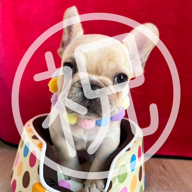 フレンチブルドッグ専門ブリーダー｜埼玉県深谷市ドッグハウス シオ