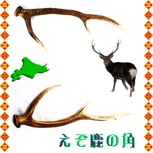 えぞ鹿の角 対で二本一組 北海道産天然鹿角 中国茶・中国茶器など厳選