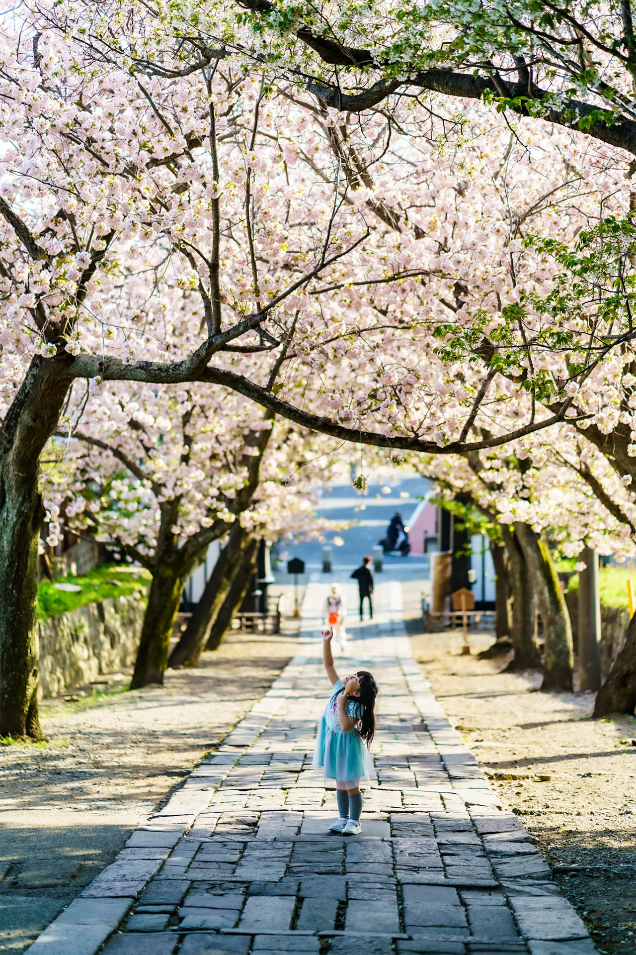 見どころがいっぱい！桜舞う街 藤沢で見つけた春の美しい桜フォト