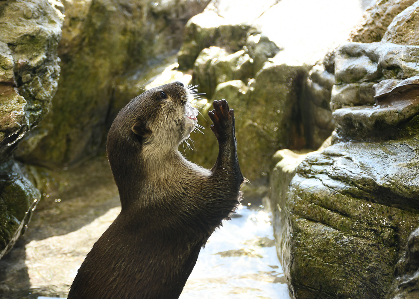 カワウソ～木漏れ日のオアシス～ | 展示 | 新江ノ島水族館