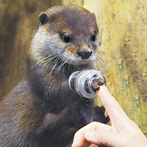 カワウソ～木漏れ日のオアシス～ | 展示 | 新江ノ島水族館