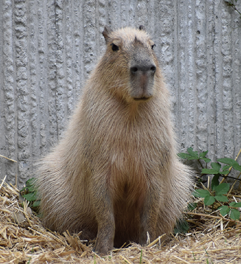 金沢動物園だより】カピバラ｜地球にやさしい子ども達を育む環境教育