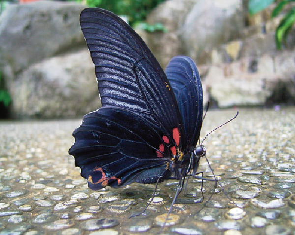 白化型】ナガサキアゲハ（メス、タイ産飼育品） 白化型