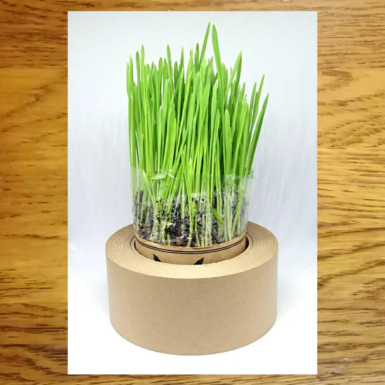 ニャッパmini | 商品カテゴリー | 無農薬大麦の猫草栽培セットで人気の