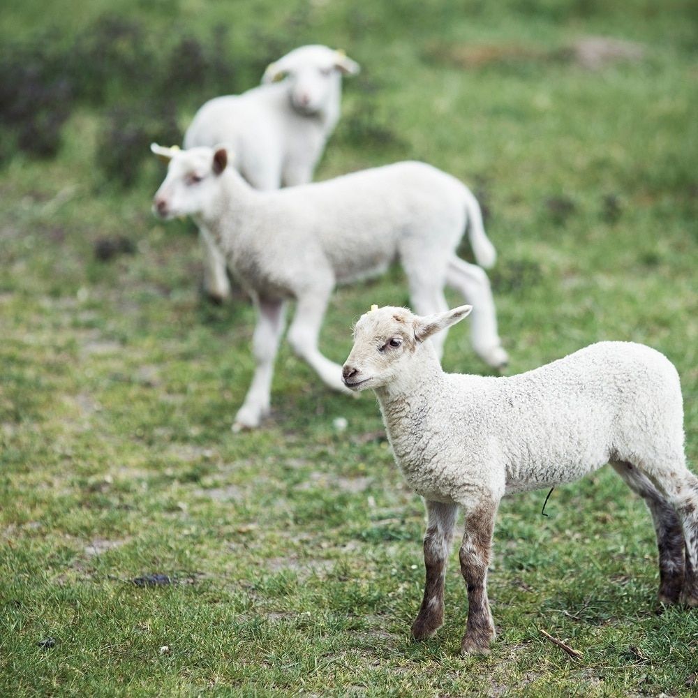 KLIPPAN/クリッパン スロー キルト ライトグレー | サステナブル