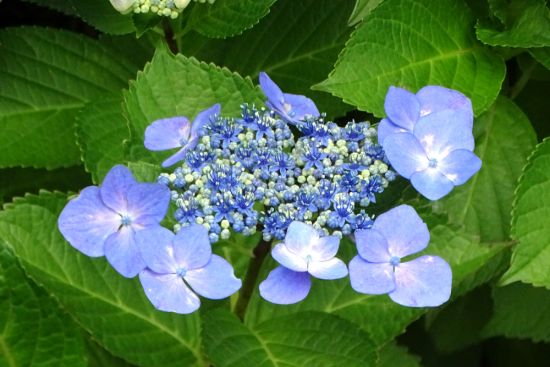 葛西の四季折々（25）「アジサイ」 - 花とみどりのボランティア/環境