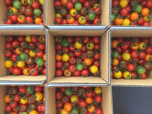 美トマト（7色） | ㈱美トマト｜Food Biz Kyushu 食の豊かさ真の価値