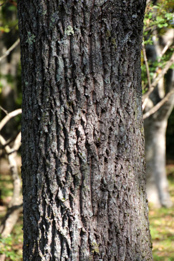 樹木シリーズ25 カシワ、クヌギ | あきた森づくり活動サポートセンター