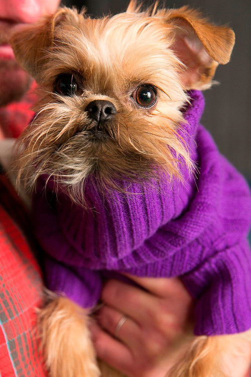 ラルフ ローレンが動物愛護イベント「The Dog Walk」 - 愛らしい子犬の