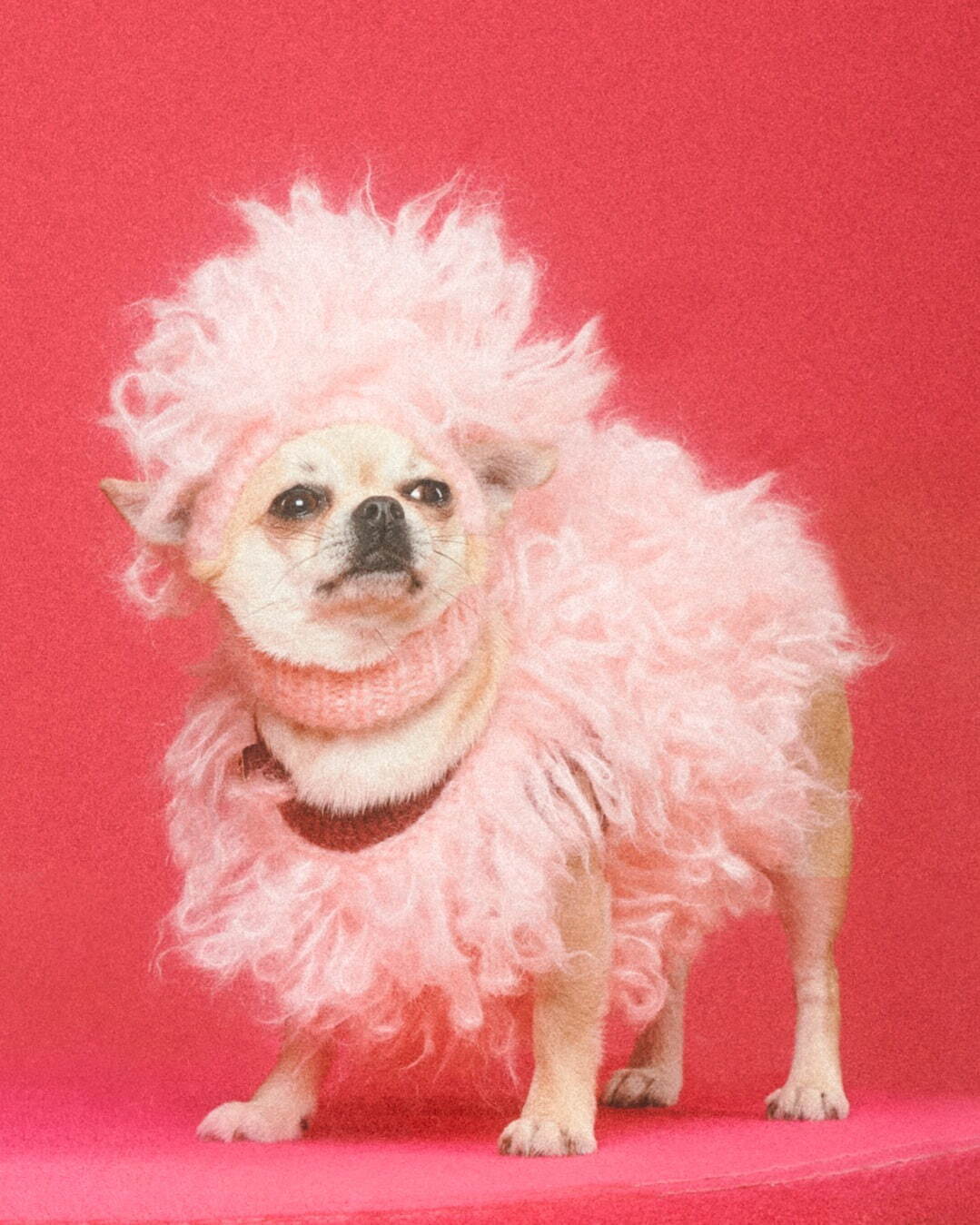 写真13/52｜グッチ初「ペットコレクション」誕生、“イチゴ モチーフ