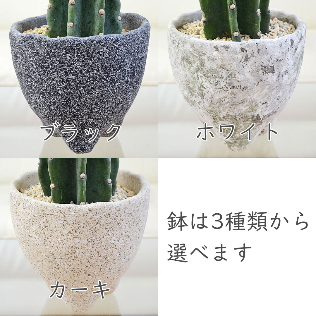 観葉植物の販売・ギフトならフラワーコーポレーション / サボテン