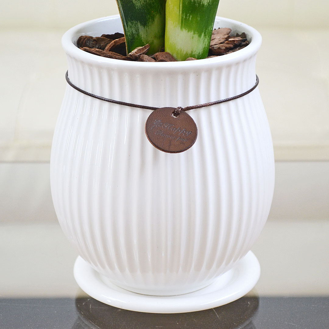 観葉植物の販売・ギフトならフラワーコーポレーション / 観葉植物 陶器