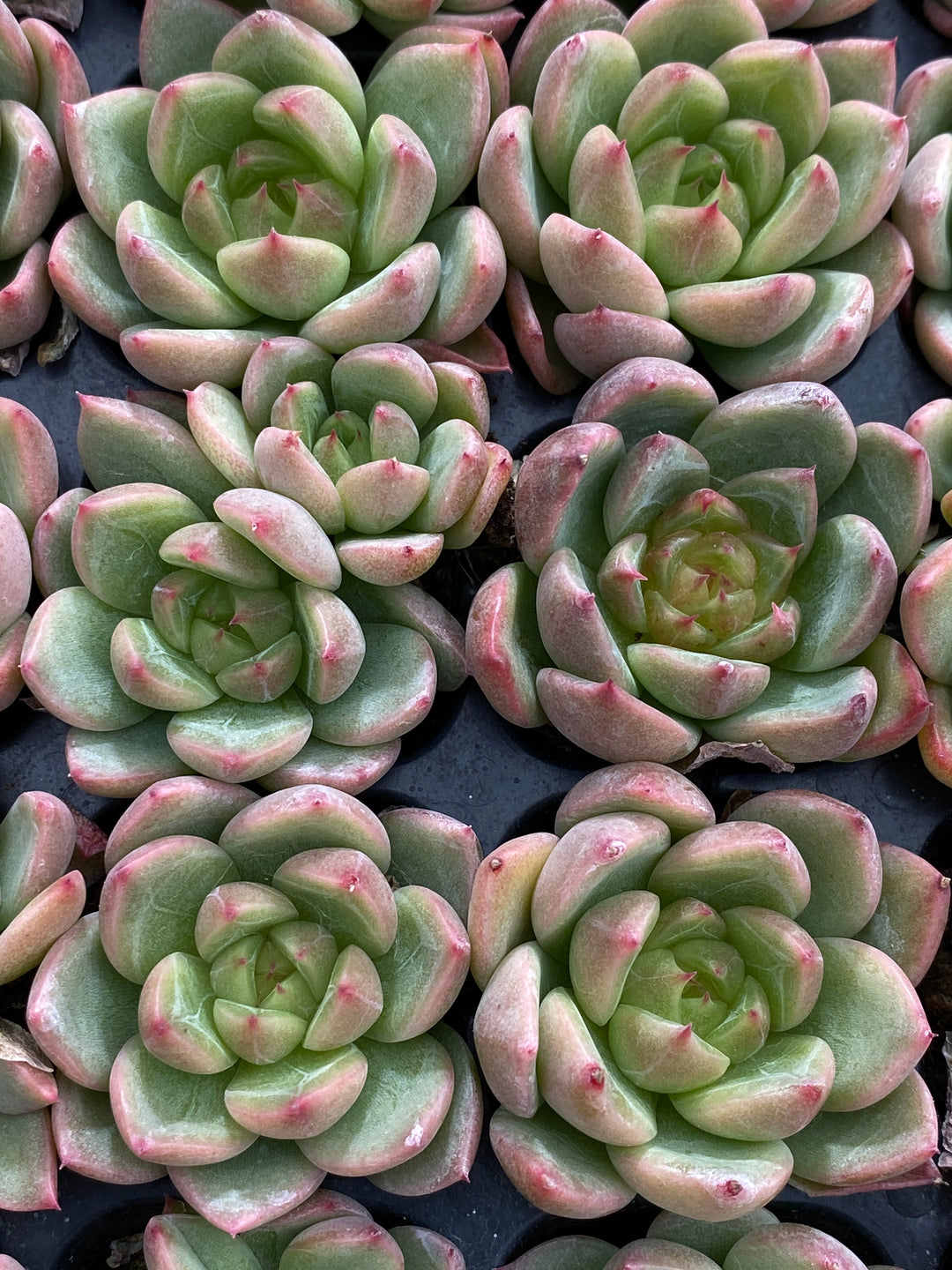 多肉植物 セイテン 105株セット 品番AB0181 – 花のパッセージ