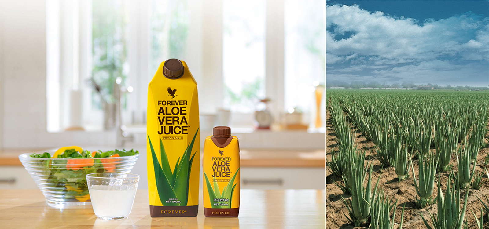 はじめての方へ、フォーエバー社について ｜ フォーエバーリビング