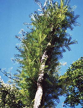 白豆杉とは | 白豆杉の国内唯一の輸入製造販売元である株式会社紅豆杉