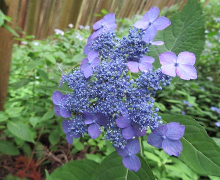 あじさいのふるさと – 神戸市立森林植物園あじさい情報センター