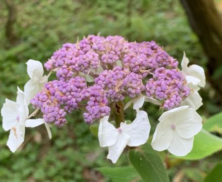 あじさいのふるさと – 神戸市立森林植物園あじさい情報センター