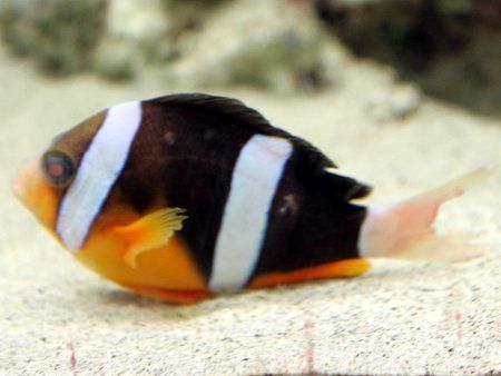 クマノミ（隈魚）【かぎけんWEB】