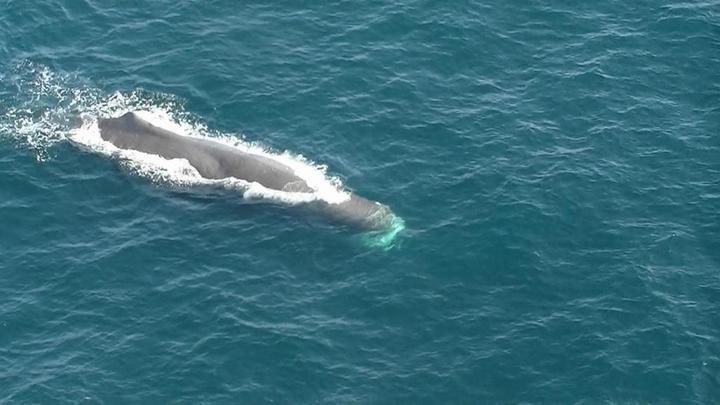 ヘリコプターの乗員もびっくり、大王埼沖を泳ぐ大型クジラの撮影に成功