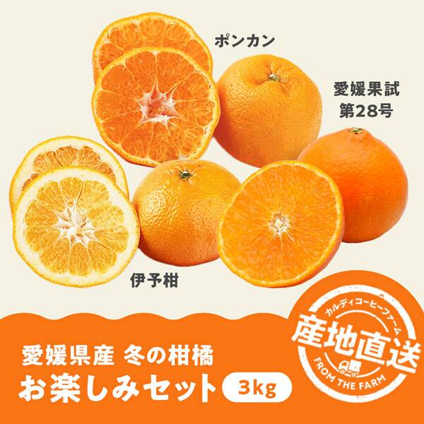 予約販売】オンラインストア限定 愛媛県産 冬の柑橘お楽しみセット 3kg