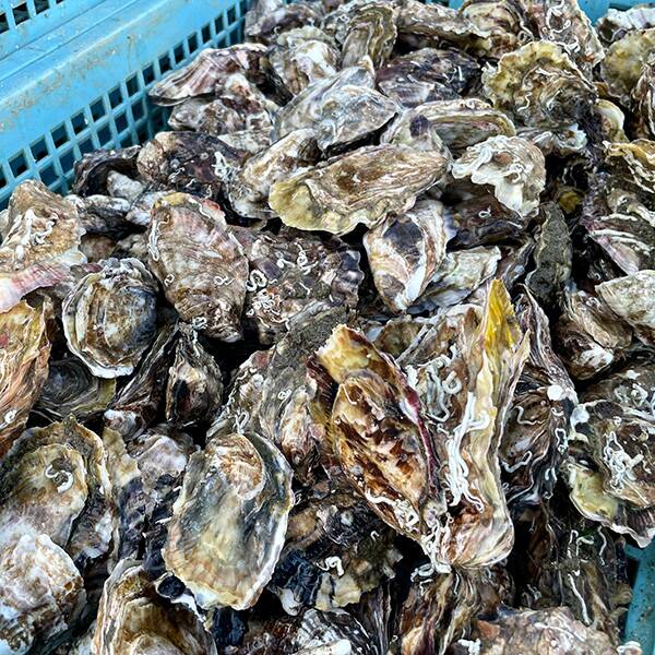 予約販売】【冷蔵】オンラインストア限定 北海道厚岸産殻付生牡蠣