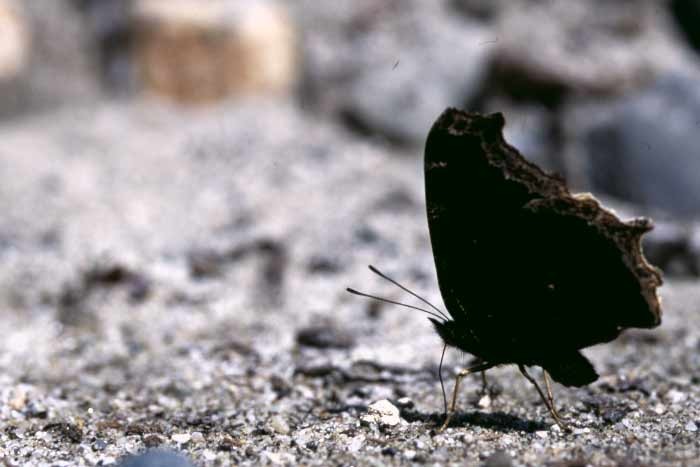 上高地に生息する蝶 – 上高地公式ウェブサイト