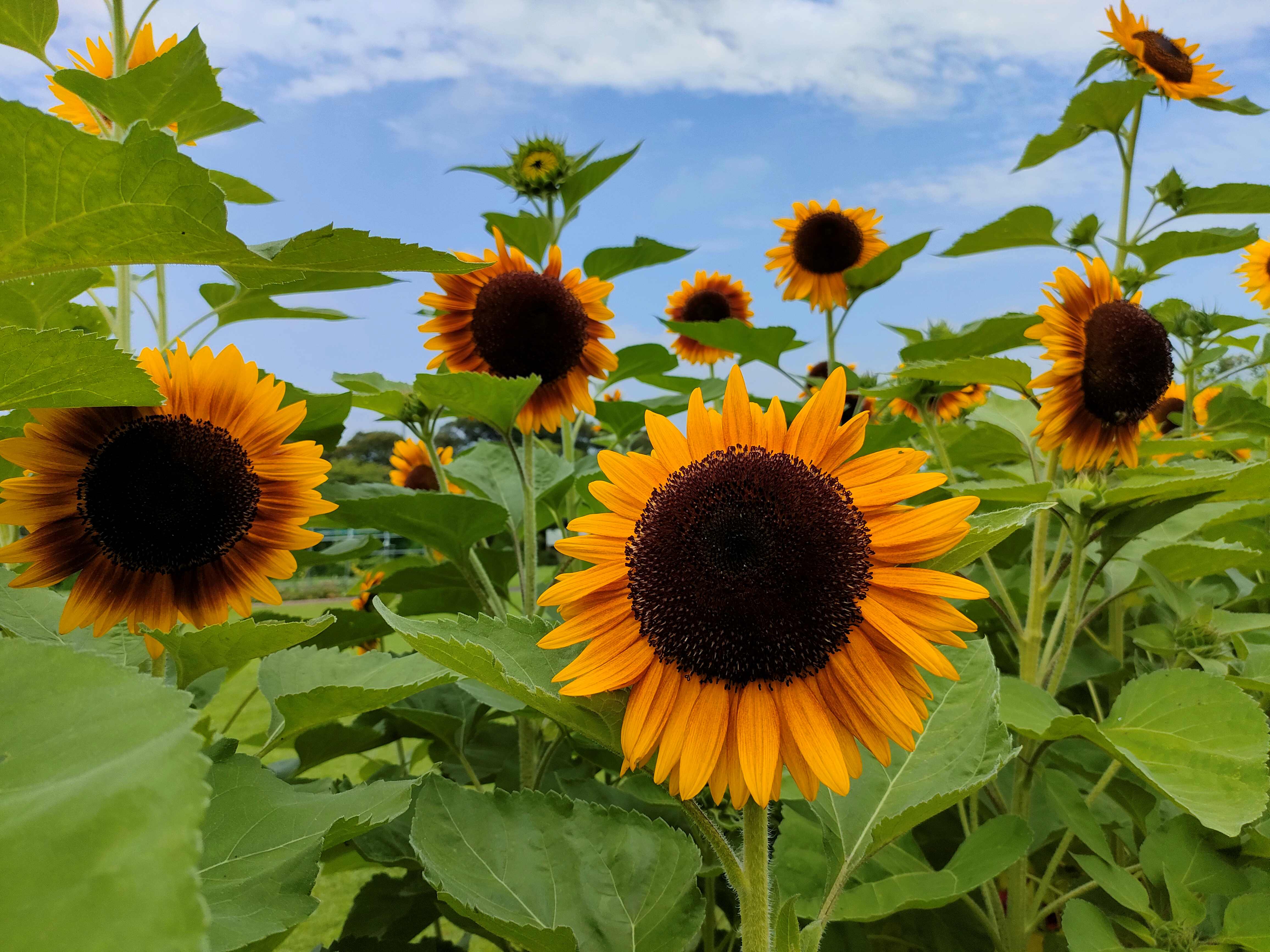 黄色の絨毯！ひまわりの名所 - テーマ ｜【公式】神奈川県のお出かけ