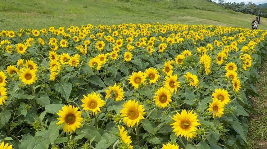 ほおのき平天空のひまわり園｜観光スポット｜岐阜県観光公式サイト