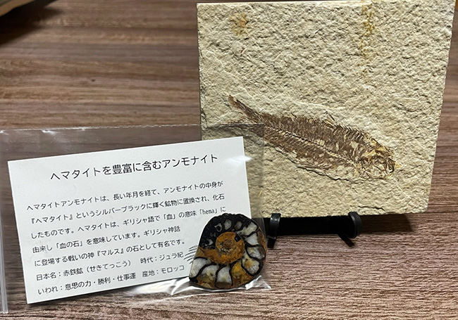 お客様の声 3ページ目 化石販売の化石セブン