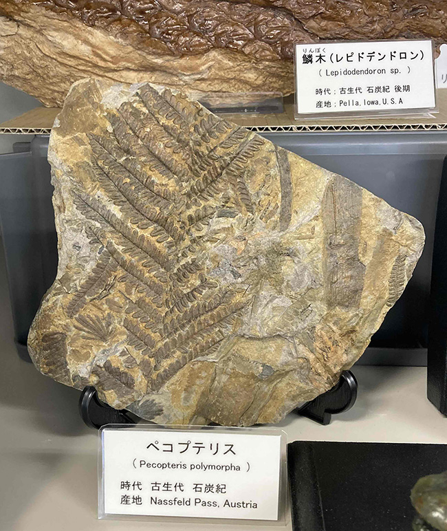 お客様の声 3ページ目 化石販売の化石セブン