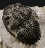 三葉虫 ホラルドプス（Hollardops）の販売 ｜ 化石販売の化石セブン