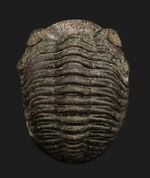 三葉虫 ファコプス（Phacops speculator）の販売 ｜ 化石販売の化石セブン