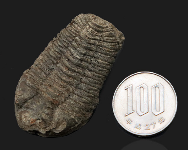 レア！ボリビア産の三葉虫、エルドレジア・ヴェヌストゥス（Eldredgeia