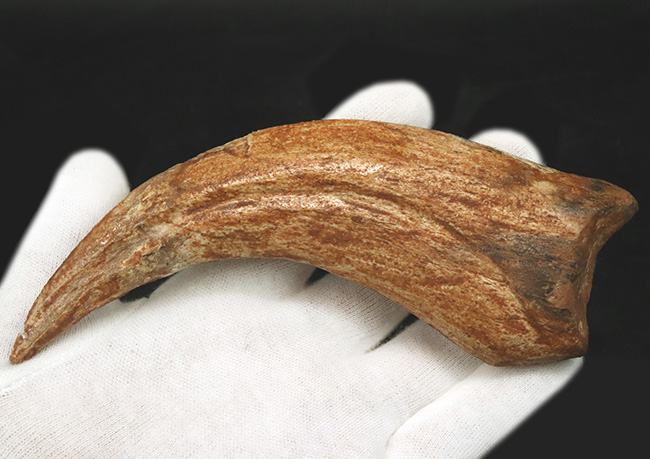 メガサイズ！保存状態良好！白亜紀後期のアフリカの湿地帯の頂点捕食者