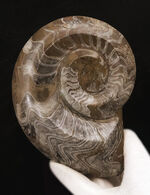 直径最大部146ミリもある大判標本！模様も美しい！古生代デボン紀の