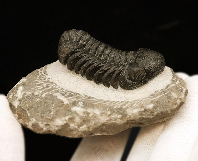 数百体に1点といっても、全く過言ではない、凄まじい複眼の保存状態を