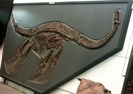 チャンスプライス！専門家のお墨付き！首長竜プレシオサウルスの脊椎骨