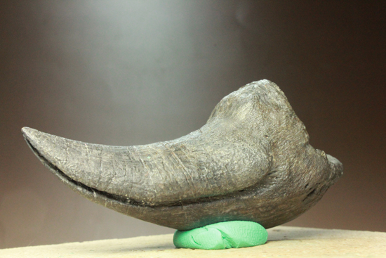 レプリカと間違えるほどの超絶美麗なアロサウルスのフットクロウ 恐竜 販売