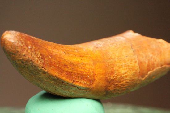 巨大ワニ・サルコスクスの極上歯化石 化石 販売