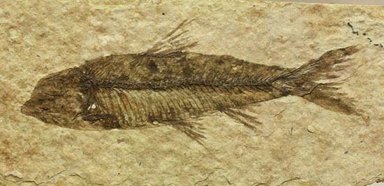 欠けのない背骨、生々しさすら感じさせるナイティア魚化石(Knightia