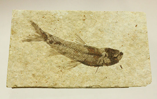 優秀な保存状態。約5000万年前の魚化石ナイティア(knightia) 化石 販売