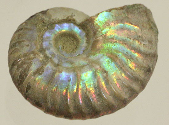 肋にそって虹色に光る、マダガスカルアンモナイト アンモナイト 販売