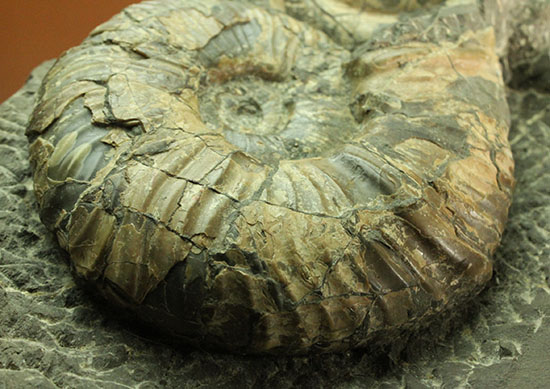 二本木コレクション！プゾシア（メソプゾシア）パシフィカ(Puzosia