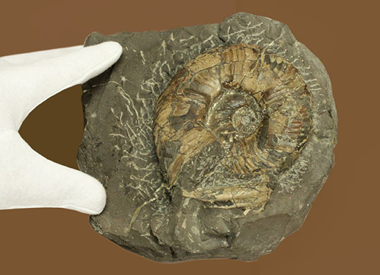 二本木コレクション！プゾシア（メソプゾシア）パシフィカ(Puzosia