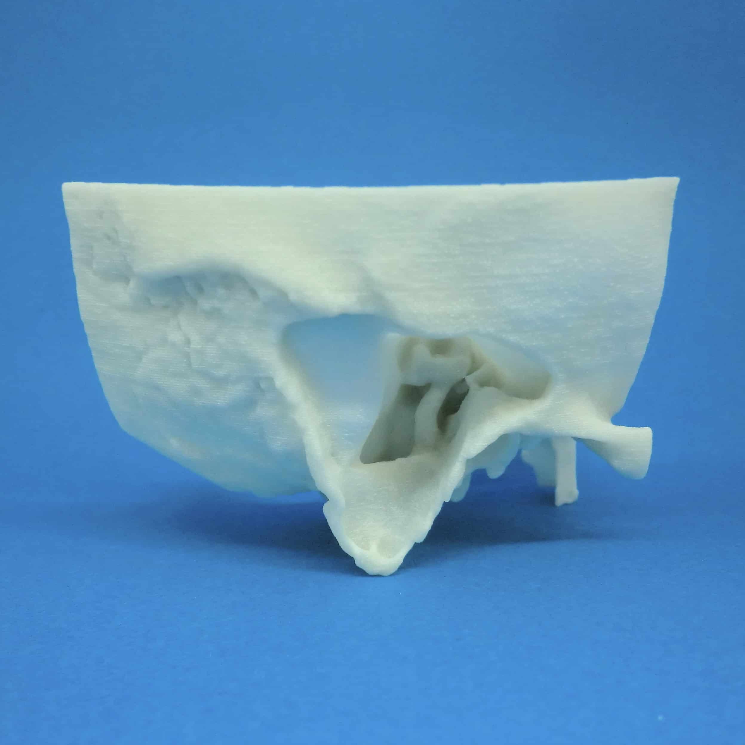 側頭骨の医療模型 | 3DモデルのKEZLE