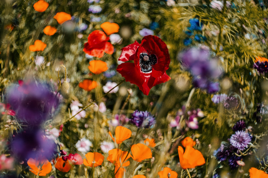 Meyer Optik Görlitz 単焦点MFレンズ「Trioplan50mmF2.8II」 | KPI