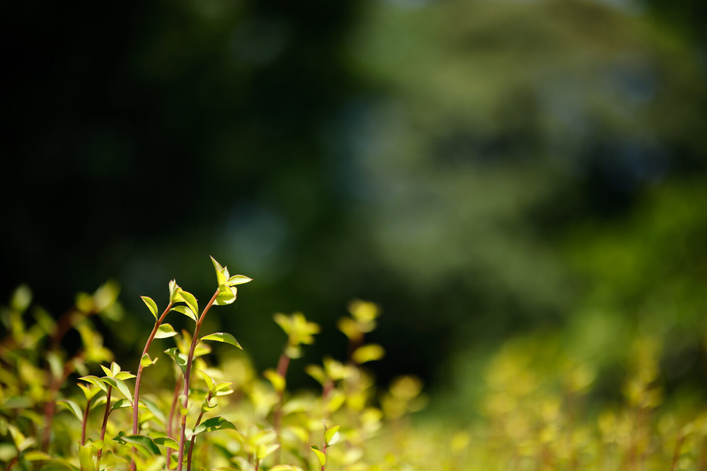 キヤノン RF50mm F1.2 L USMとRF50mm F1.8 STMを比較レビュー｜自然